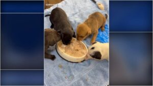 Nổ lớn tại tòa nhà ở Hayward, California: 6 người bị thương