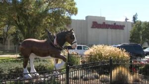 Nhà máy Budweiser tại Fairfield đóng cửa vào năm 2026 3 Nhà máy Budweiser tại Fairfield đóng cửa vào năm 2026