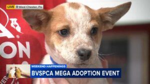 Brandywine Valley SPCA Tổ Chức Sự Kiện Nhận Nuôi Thú Cưng 32 Brandywine Valley SPCA Tổ Chức Sự Kiện Nhận Nuôi Thú Cưng