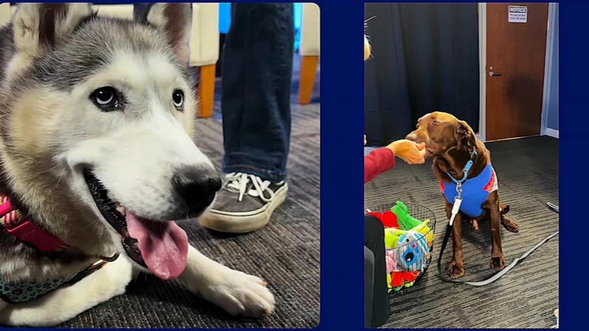 Gặp gỡ Peanut và Yuffie: Hai chú chó đang tìm gia đình 1 18279669 121225 wpvi shelter me peanut yuffie 10am vid