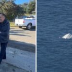 Người câu cá gặp nạn trên Vịnh Tomales, California; một người bị cá mập tấn công 9 Người câu cá gặp nạn trên Vịnh Tomales, California; một người bị cá mập tấn công