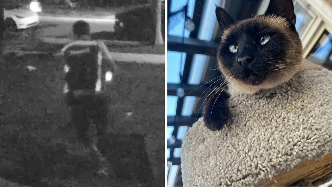 Tài xế giao hàng bị tố cáo bắt trộm mèo của một phụ nữ ở California 1 18289357 amazon driver steals cat split TN img