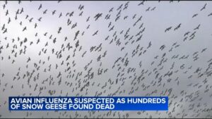 Cúm gia cầm nghi là nguyên nhân gây chết hàng trăm ngỗng tuyết tại bang Pennsylvania
