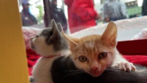 SFSPCA và Macy’s Union Square hợp tác nhận nuôi thú cưng dịp lễ