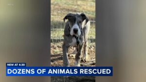 Hàng chục động vật được giải cứu khỏi một cơ sở nuôi nhốt ở Pennsylvania