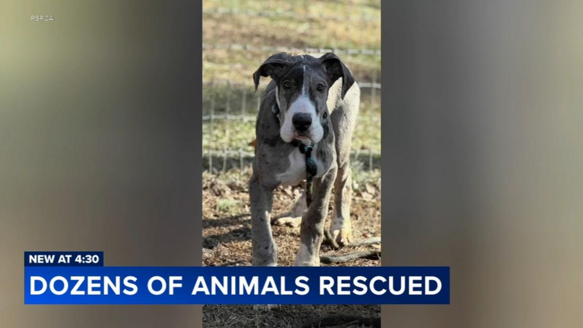 18309242 122225 wpvi animals rescued central pa 430pm video vid