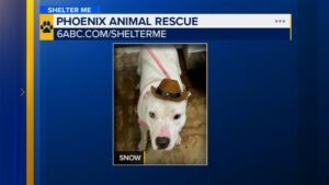 Gặp gỡ Snow: Chú chó đang chờ đợi một mái nhà