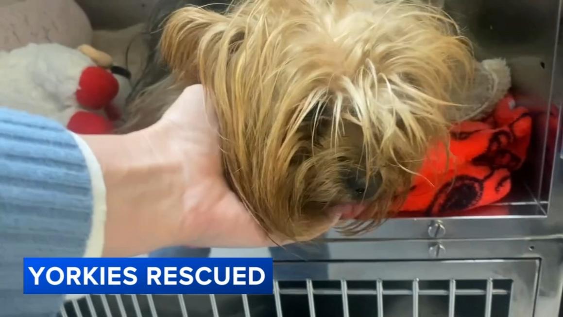 18332860 123025 wpvi yorkies rescued 6am video vid
