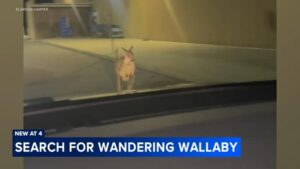 Wallaby Rex 'vượt ngục' khỏi sở thú ở New Jersey, bị bắt gặp ở bãi đậu xe Walmart 8 Wallaby Rex ‘vượt ngục’ khỏi sở thú ở New Jersey, bị bắt gặp ở bãi đậu xe Walmart