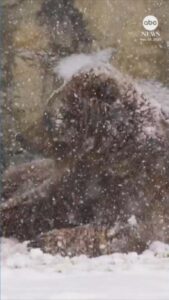 Gấu ở Sở thú Chicago thích thú với tuyết rơi