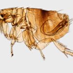Nghiên cứu: Núi lửa phun trào gây ra dịch bệnh ở Âu Châu? 57 Nghiên cứu: Núi lửa phun trào gây ra dịch bệnh ở Âu Châu?