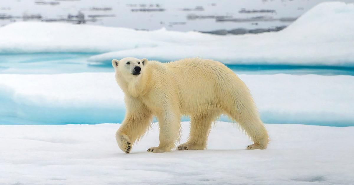 251212 polar bear rs 3a839f 1