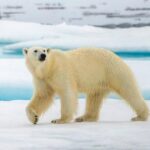 Gấu Bắc Cực thay đổi gen để thích nghi với biến đổi khí hậu 52 Gấu Bắc Cực thay đổi gen để thích nghi với biến đổi khí hậu