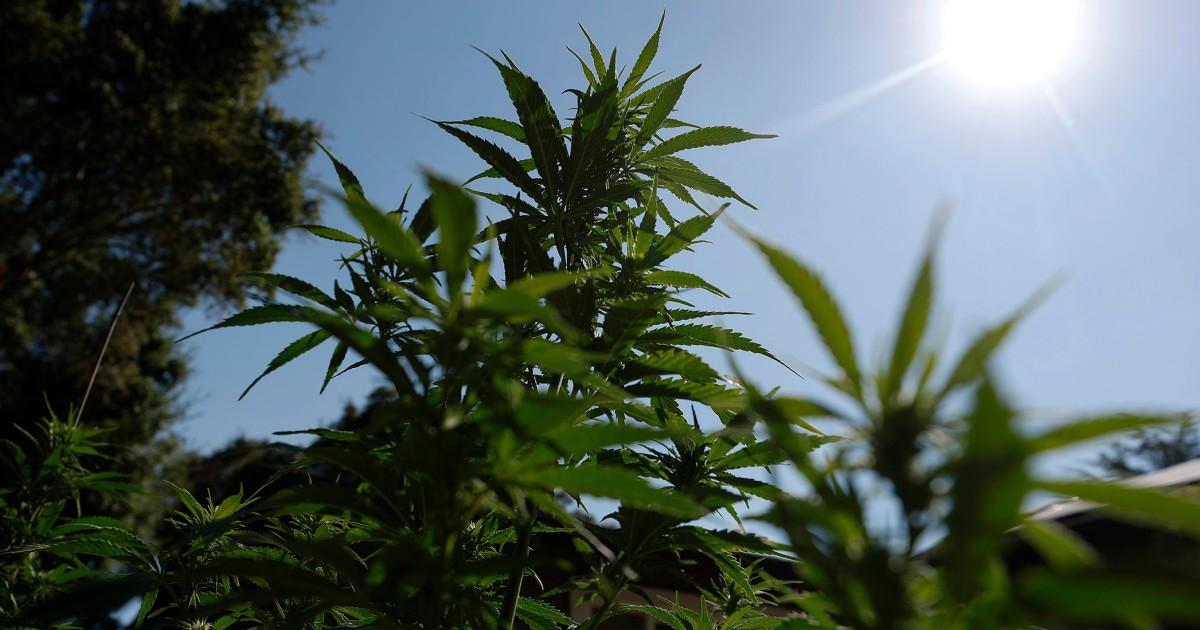 251218 cannabis aa 557 f6cee3