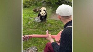 Nghệ sĩ Pháp hòa nhạc với thế giới động vật