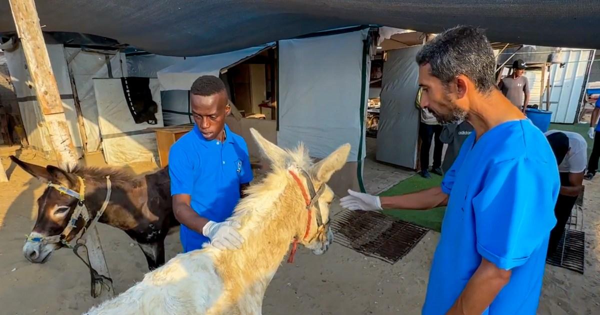 Những Chú Chó, Mèo Gaza Chật Vật Sống Sót Giữa Chiến Tranh 1 251227 gaza animals help group ch 1115 29253b