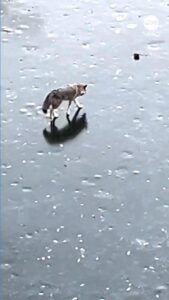 Cảnh sát tìm kiếm thiếu niên mất tích ở Texas dịp Giáng Sinh 17 Cảnh sát tìm kiếm thiếu niên mất tích ở Texas dịp Giáng Sinh