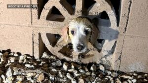 Cứu hỏa giải cứu chó bị kẹt, lan truyền trên mạng