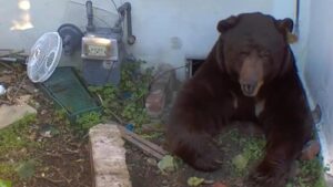 Gấu sống dưới gầm nhà: ‘Nghe như tiếng rồng gầm’ ở California