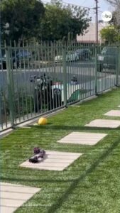 Robot giao hàng đâm xe máy ở Los Angeles