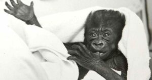 12-22-1956: Ngày này năm xưa: Khỉ đột đầu tiên sinh ra trong môi trường nuôi nhốt