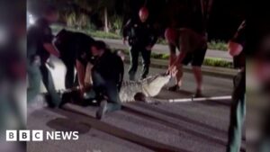 Khoảnh khắc cảnh sát khống chế cá sấu khổng lồ trên đường Florida