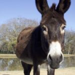 Roots Renewal Ranch: Không gian trị liệu sức khỏe tâm thần cho thiếu nữ