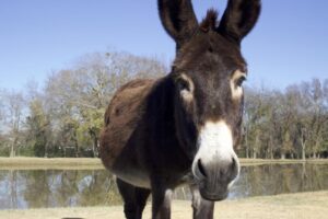 Roots Renewal Ranch: Không gian trị liệu sức khỏe tâm thần cho thiếu nữ 7 Roots Renewal Ranch: Không gian trị liệu sức khỏe tâm thần cho thiếu nữ