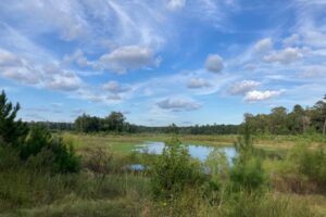 Quan chức tiểu bang và hạt nỗ lực bảo tồn khu đất xanh gần Benders Landing 21 Quan chức tiểu bang và hạt nỗ lực bảo tồn khu đất xanh gần Benders Landing