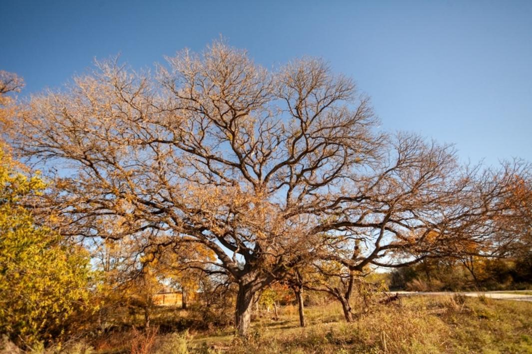 Cập nhật 4 tuyến đường mòn mới ở New Braunfels 1 400590