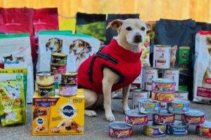 Điểm qua 5 tổ chức phi lợi nhuận tại Sugar Land và Missouri City năm 2025