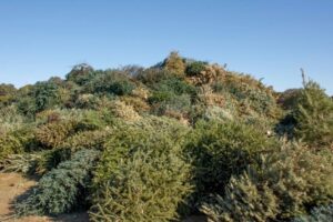 Austin và Hạt Travis Cung Cấp Tái Chế Cây Giáng Sinh Miễn Phí