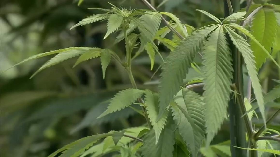 Tổng Thống Donald Trump dự kiến tái phân loại cần sa 1 44215856976 1080pnbcstations