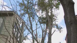 Mánh khóe ‘cắt tỉa cây’ trong mùa lễ: Cụ ông 85 tuổi bị lừa tại nhà