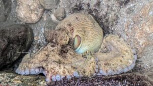 Bắt gặp bạch tuộc quý hiếm tại bãi biển Texas 34 Bắt gặp bạch tuộc quý hiếm tại bãi biển Texas