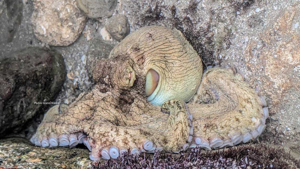 Bắt gặp bạch tuộc quý hiếm tại bãi biển Texas 1 593540957 846867934739509 262792612808482587 n