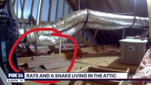 Người phụ nữ Texas phát hiện chuột và rắn 6 foot trong nhà cho thuê