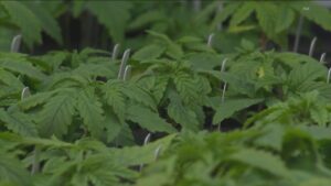 Texas Mở Rộng Chương Trình Cần Sa Y Tế Với Giấy Phép Mới Tại Vùng Houston