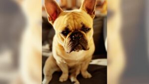 Tìm thấy chó French Bulldog bị bắt cóc an toàn ở Oakland