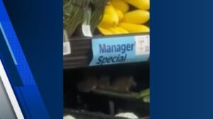 Người xem quay video ghi lại cảnh chuột trên rau củ tại Walmart 33 Người xem quay video ghi lại cảnh chuột trên rau củ tại Walmart