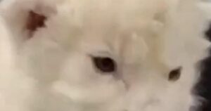 Những chú sư tử trắng quý hiếm chào đời tại vườn thú trong chương trình bảo tồn