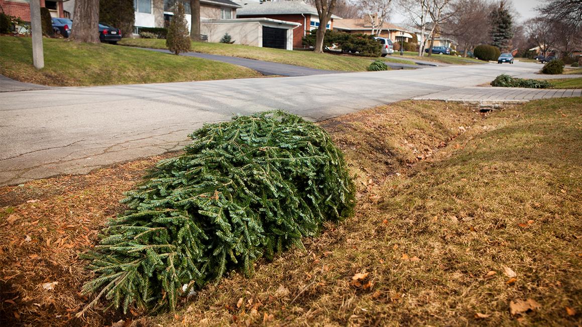 Dec 28 19 Recycle Christmas tree