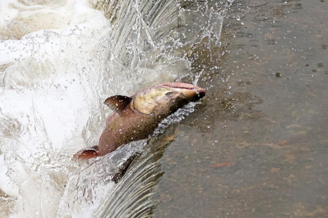 EBT L ACSALMON 1126 1