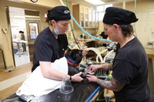 Animal Fix Clinic: Nơi Cứu Rỗi Những Thú Cưng Bị Bỏ Rơi