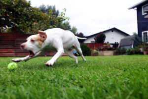 Tổ chức Paws In Need Hỗ trợ Gia đình Chi trả Chi phí Chăm sóc Thú cưng Thiết yếu