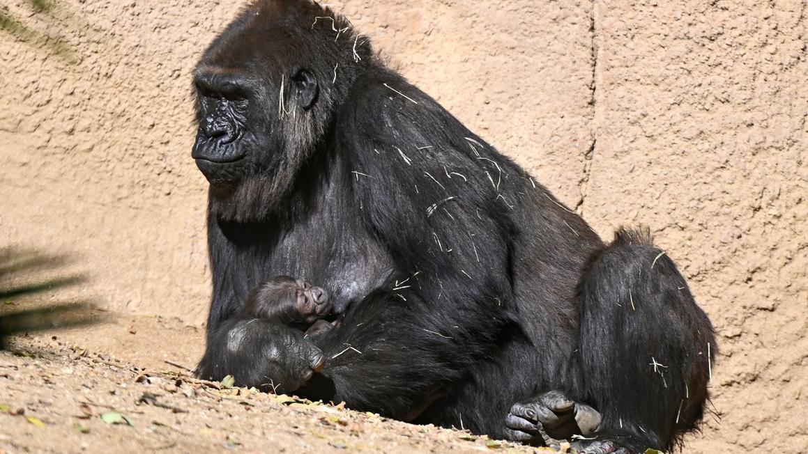 Female western lowland gorilla Ndjia and her newborn infant photo by Carl Myers photo courtesy of L.A. Zoo 1