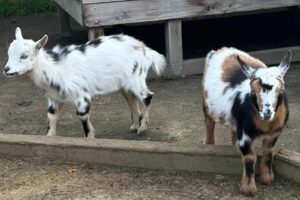 Tin vui ở Vườn Bách Thú Oakland và Công Viên Fairyland