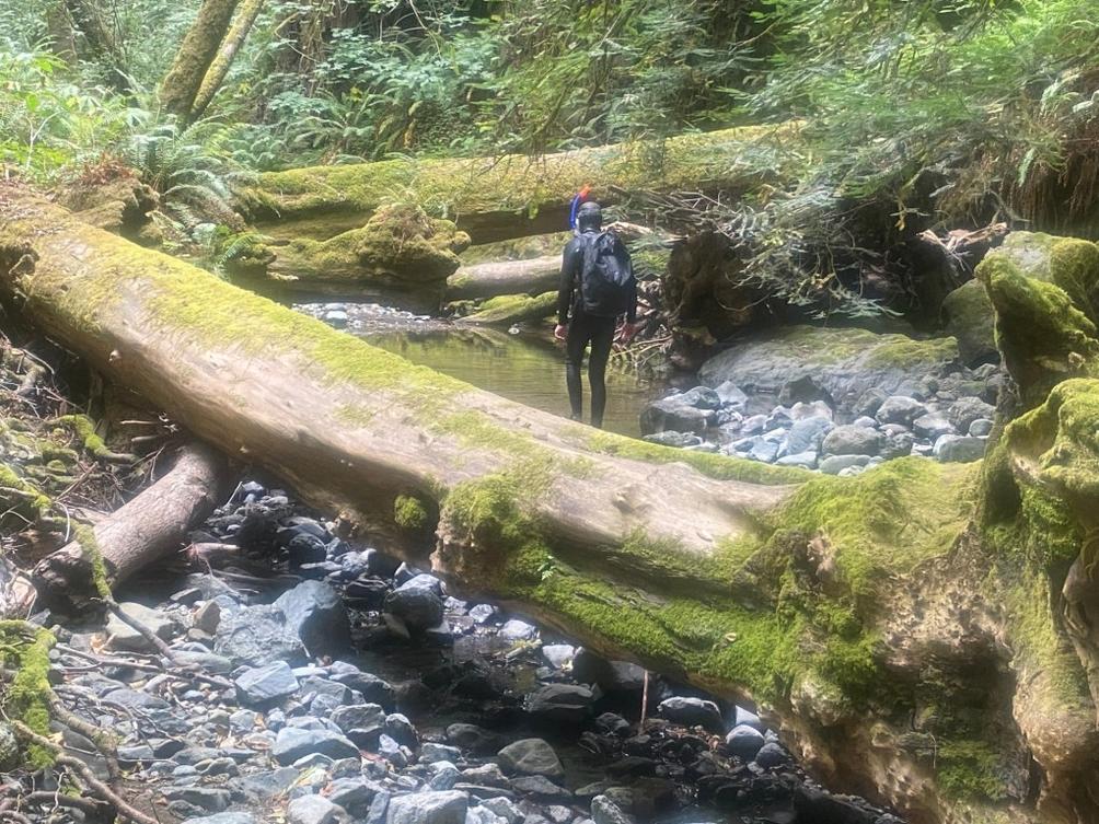 Cá hồi Coho xuất hiện trở lại ở suối Sonoma sau 60 năm 1 IMG 0673