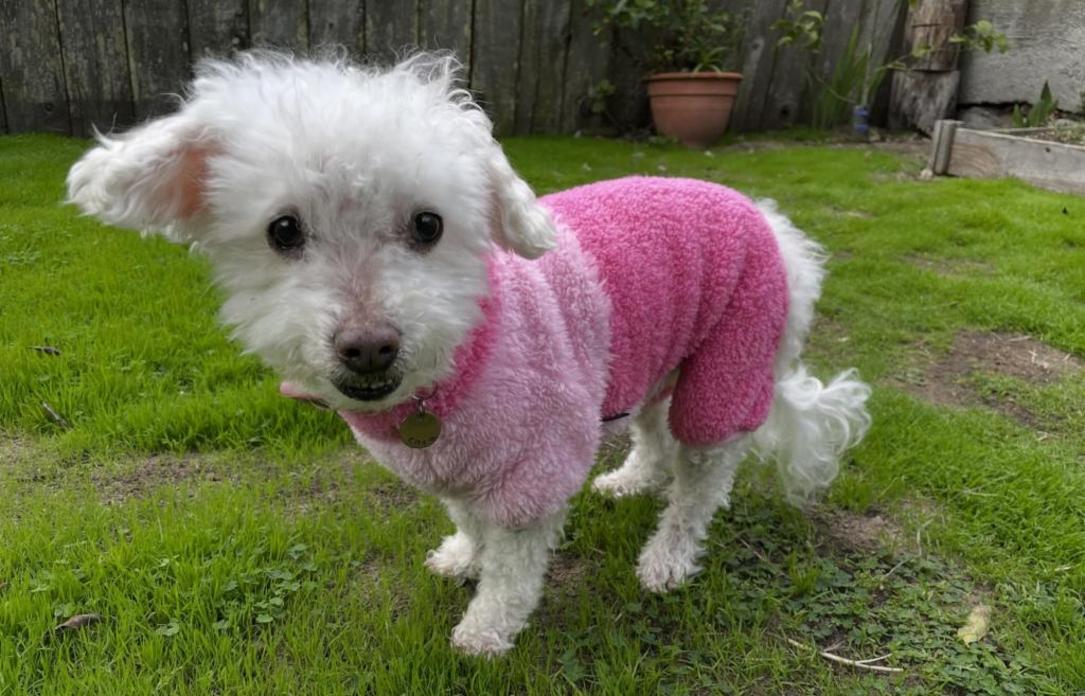 MIJ L TAILS COL 1223