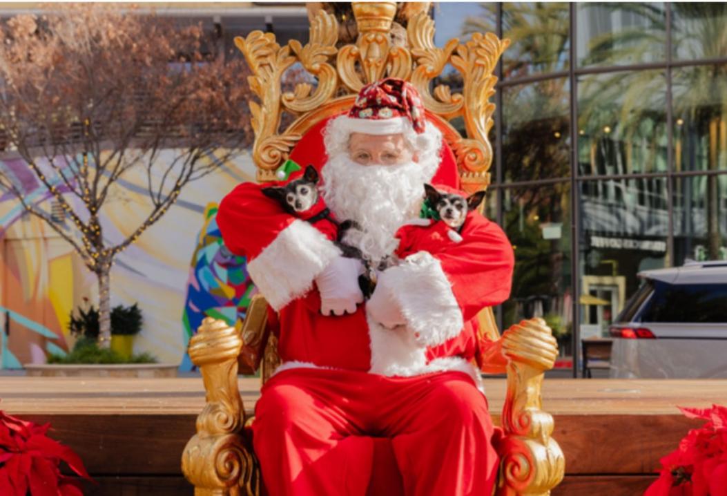 Hội Từ Thiện Silicon Valley Dạy Chó 'Ứng Xử' Mùa Lễ 1 MPO L BRIEFS 1212